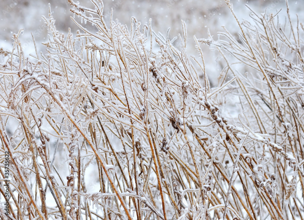 winter background winter background