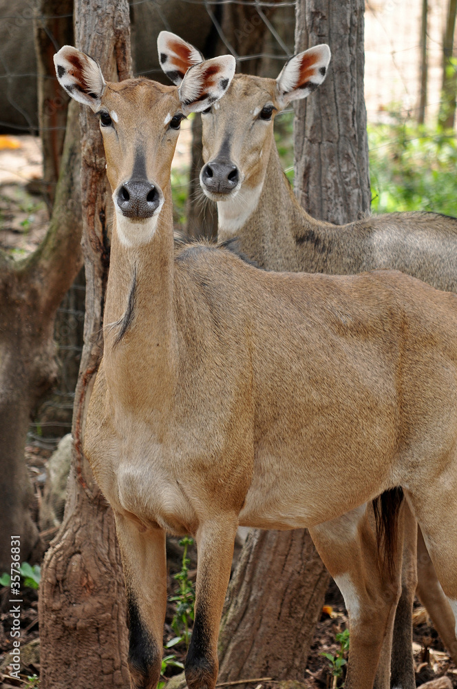 Nilgai Nilgai