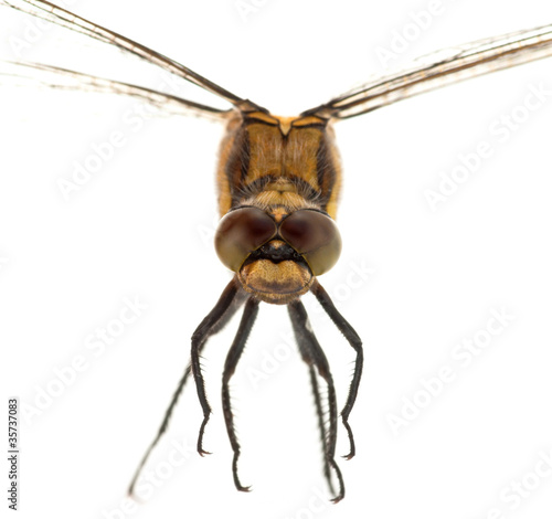 Portrait of a dgagonfly