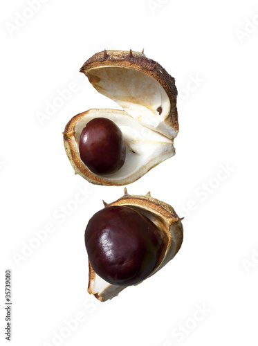 Split in half prickly fruit of the horse chestnut photo