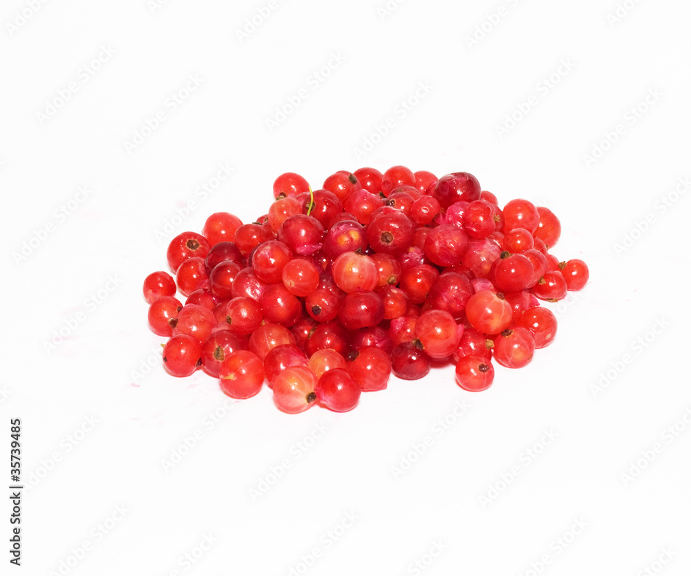 red currant on white background red currant on white background
