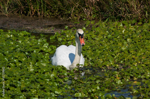 Swan tryng to swim through weed photo