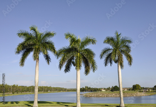 three palm trees © cfarmer