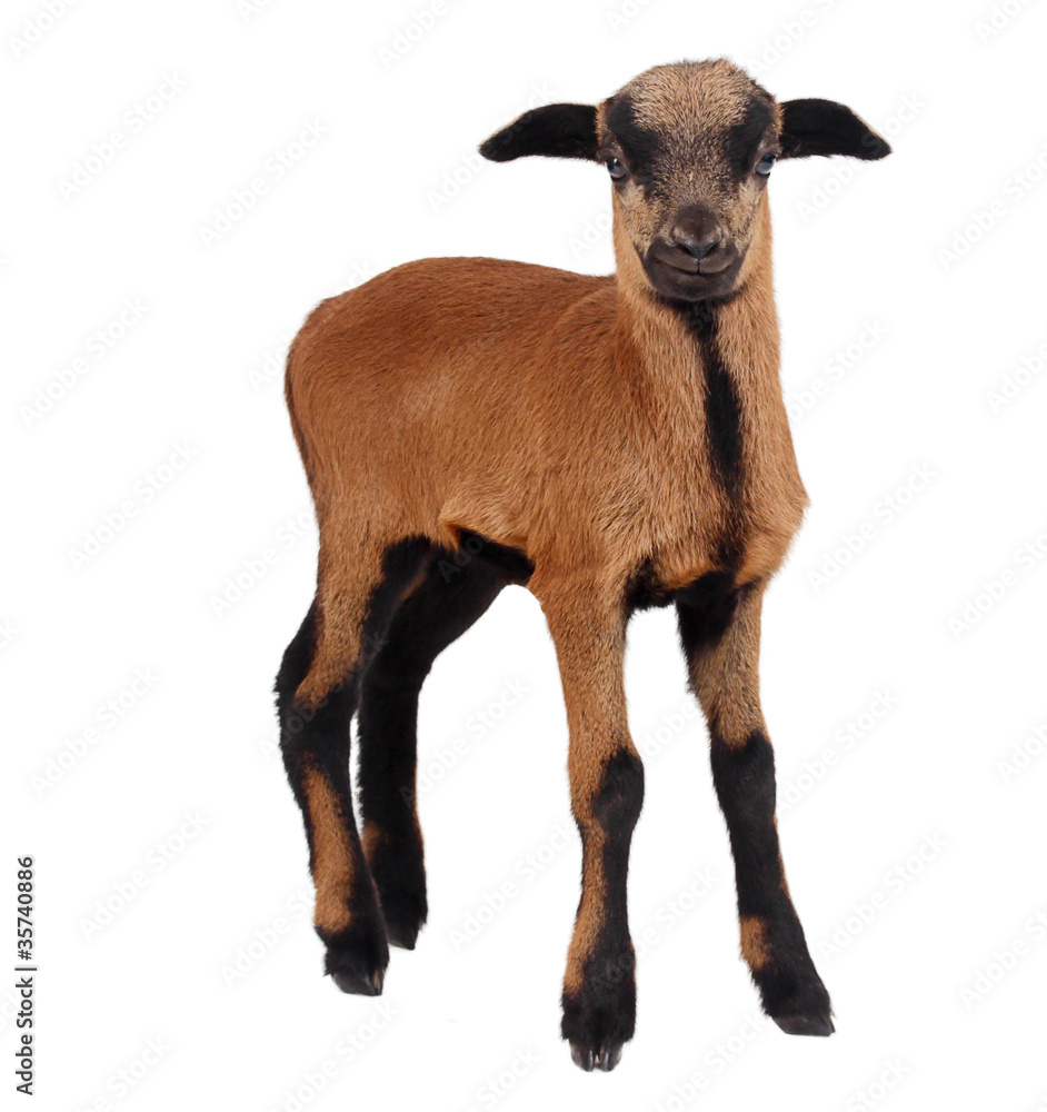 Fototapeta premium Kleines Kamerunschaf