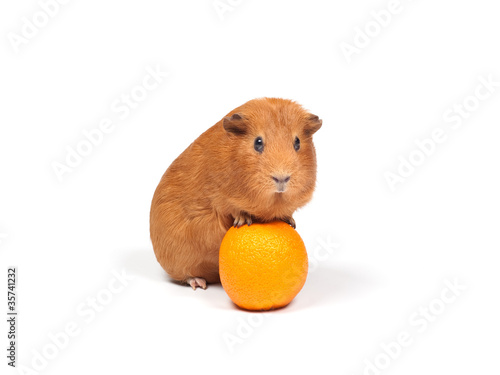 Guinea pig and orange