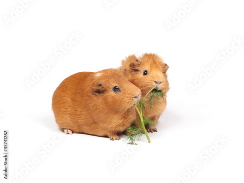 Two guinea pigs eat dill