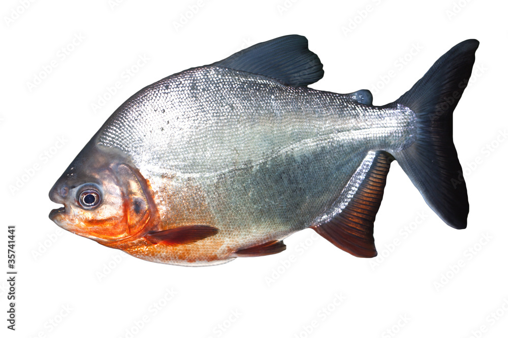 Obraz premium Piranha