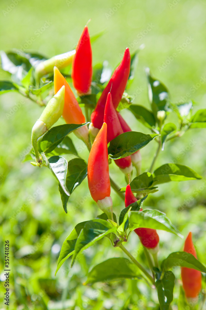 chili hot peppers plant in red and orange