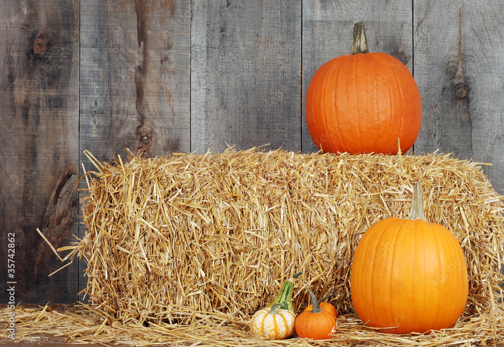 Fototapeta premium pumpkins and gourds on straw