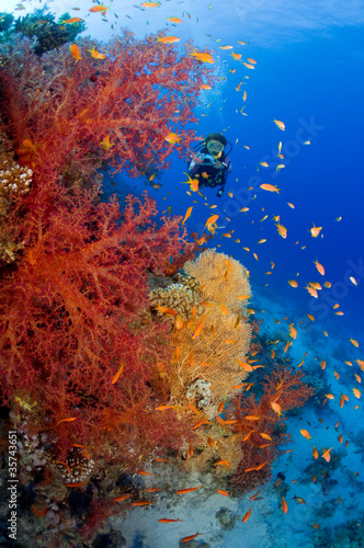 Photographing corals underwater