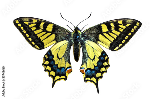 Papilio-machaon