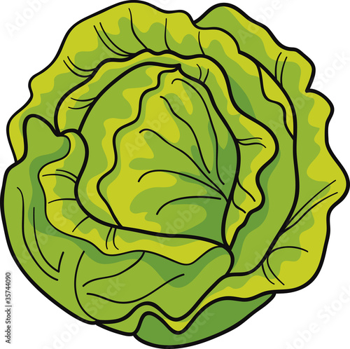 cabbage