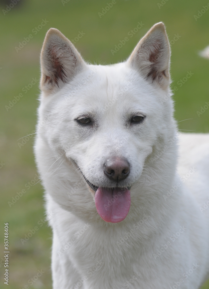 KOREA JINDO KOREA JINDO