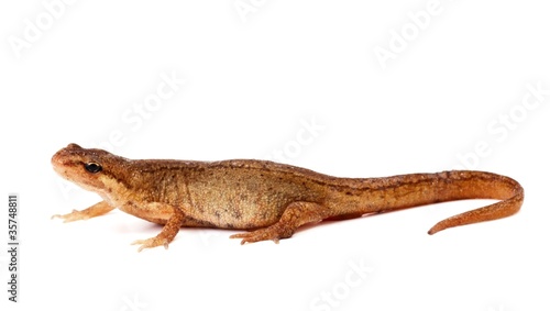 Fotografiet Common Salamander, or newt, on white background