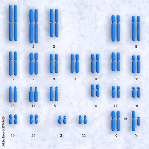 human karyotype