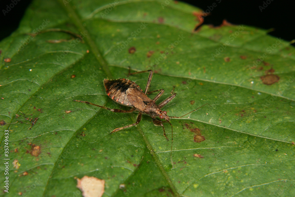 Geringelte Mordwanze (Rhinocoris annulatus) Geringelte Mordwanze (Rhinocoris annulatus)