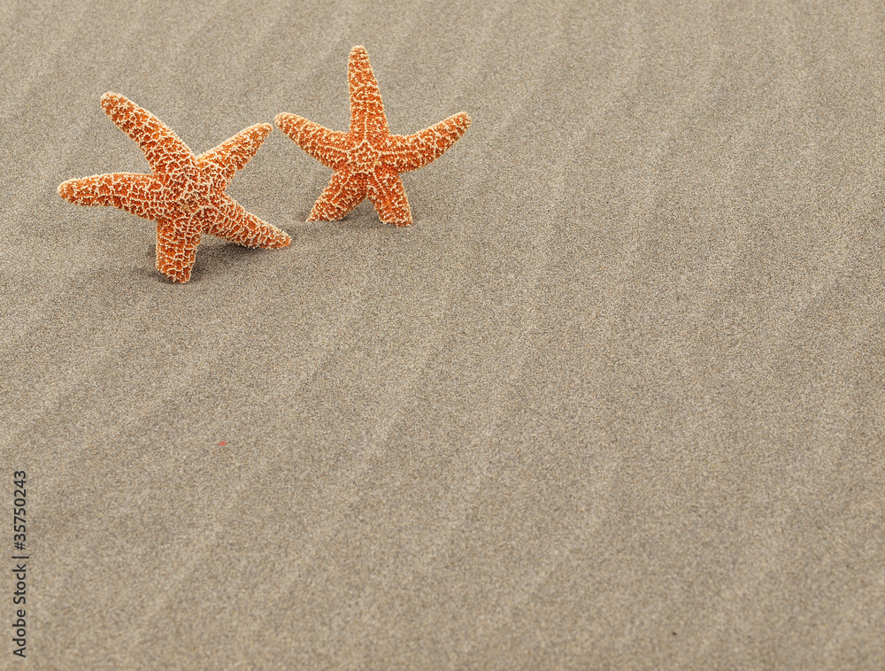 Two Starfish on the Beach with Windswept Sand Ripples Two Starfish on the Beach with Windswept Sand Ripples