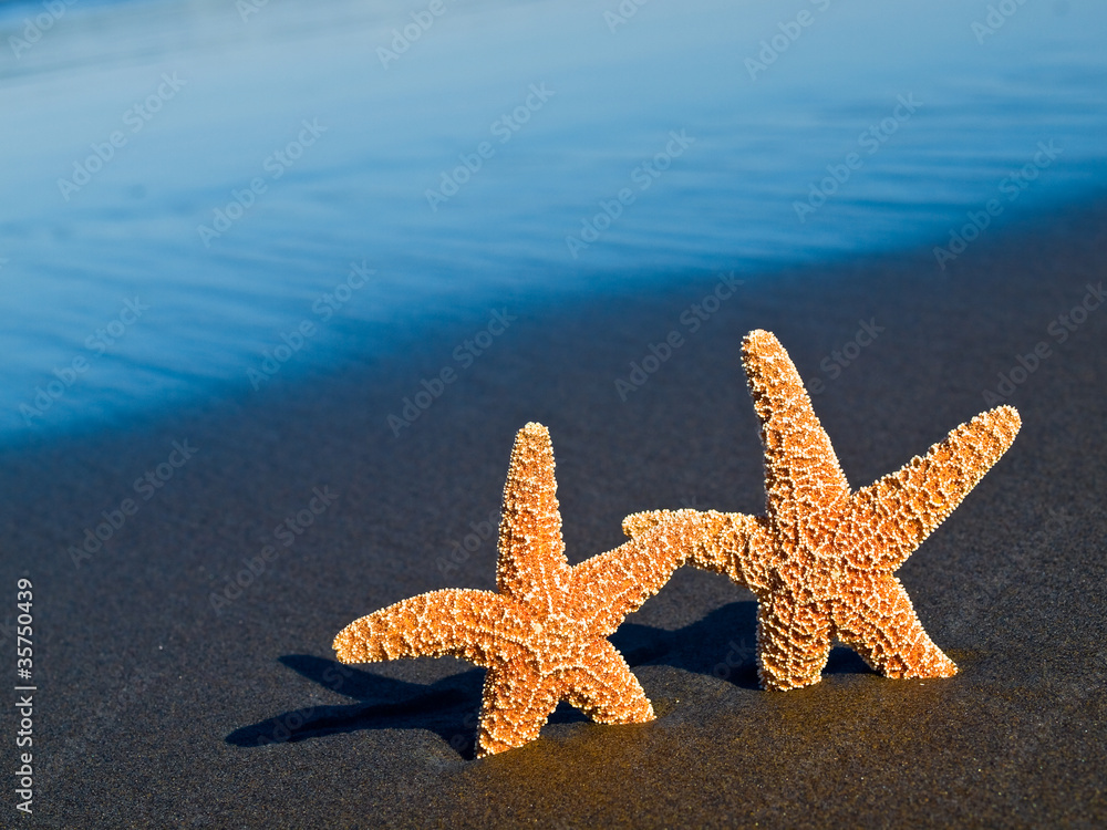 Two Starfish on the Beach with Ocean Waves in the Background Two Starfish on the Beach with Ocean Waves in the Background