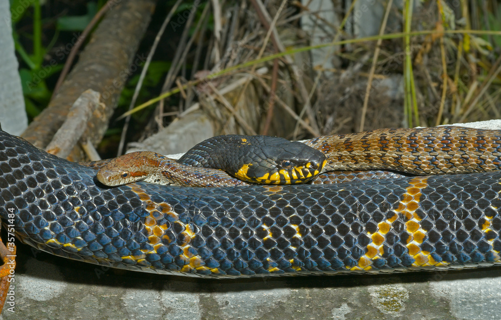 Obraz premium Dwa węże 1