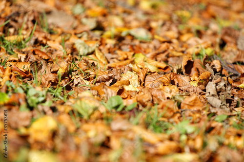 Golden brown autumn leaves background