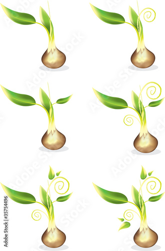 Seed Sprout