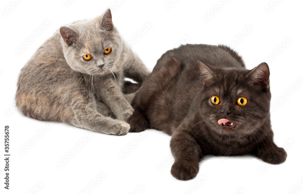 Obraz premium British kittens