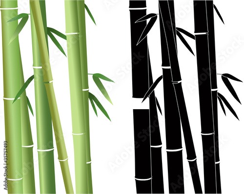 Bamboo a vector it is isolated