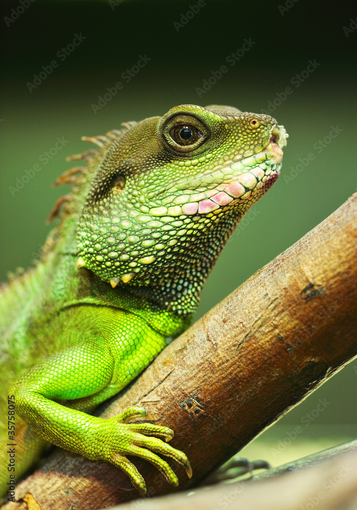 Fototapeta premium green iguana on tree branch