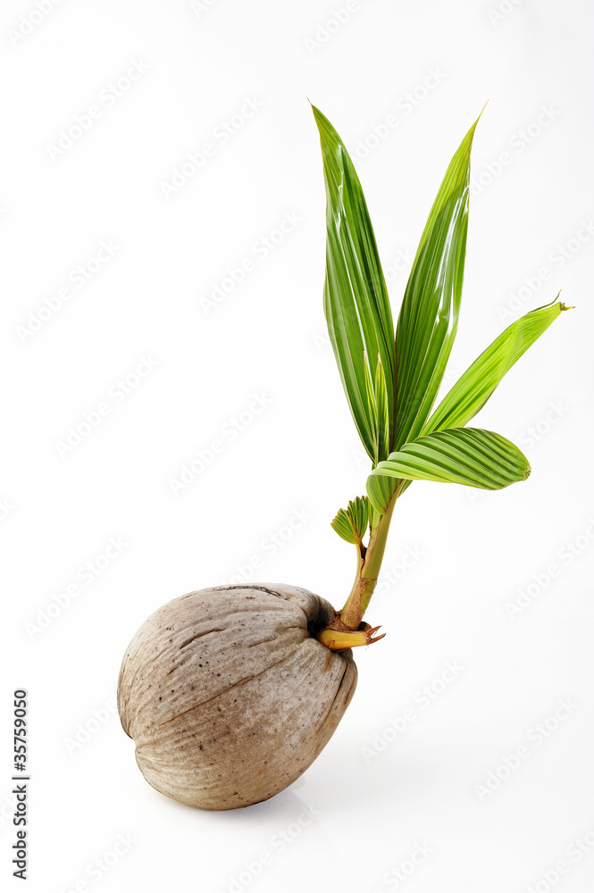 Fototapeta premium Sprout of coconut tree