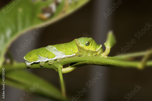 larva of Swallowtail butterfly