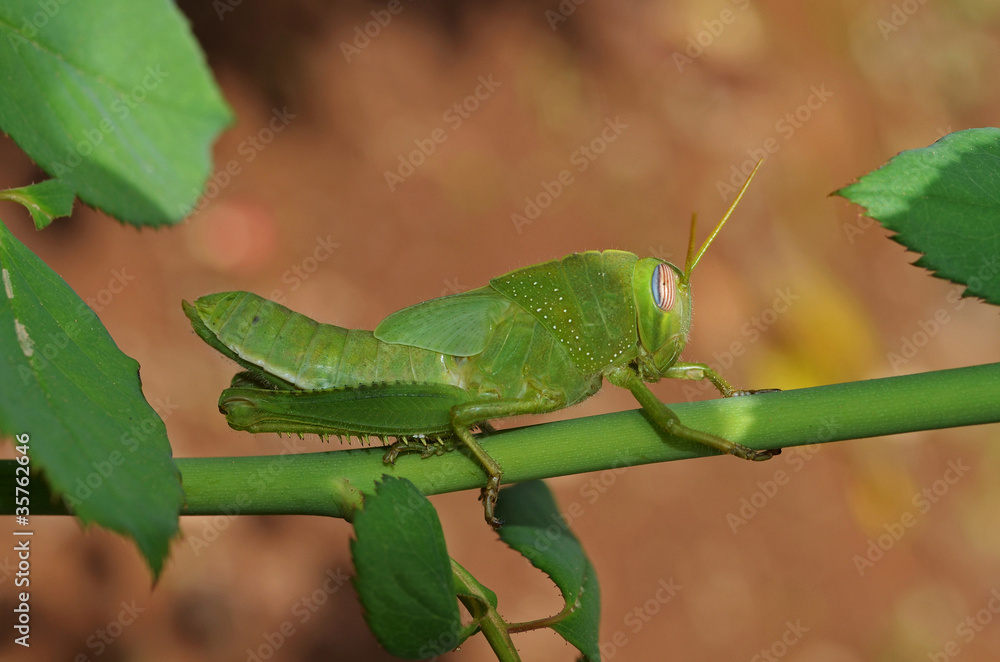 grasshopper on the stem in the  garden
