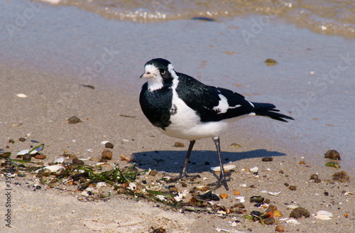 Mudlark or Magpie Lark