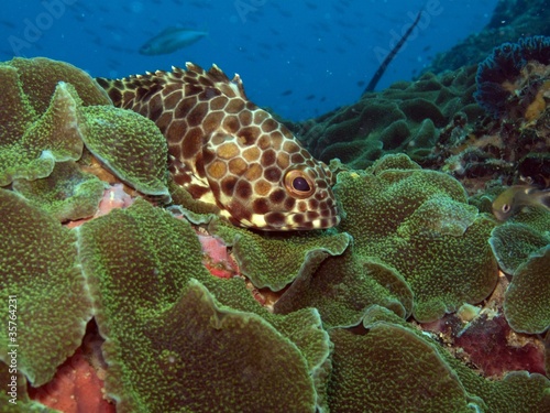 Honeycomb Grouper - Epinephelus merra photo