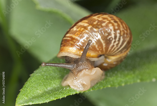 Snail sitting on leaf, macro photo