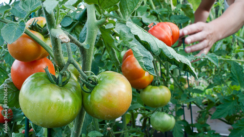 Bilde på lerret Tomato cluster in the garden