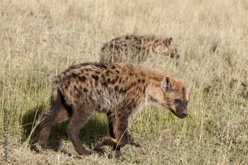 Hyenas in Serengeti National Park, Tanzania, Africa Hyenas in Serengeti National Park, Tanzania, Africa