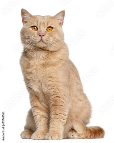 British Shorthair cat, 1 year old, sitting photo