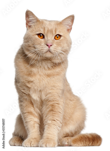 British Shorthair cat, 1 year old, sitting