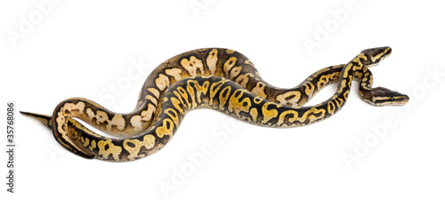 Male and female Pastel calico Royal Python, ball python © Eric Isselée