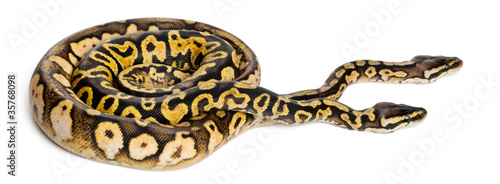 Male and female Pastel calico Royal Python, ball python © Eric Isselée