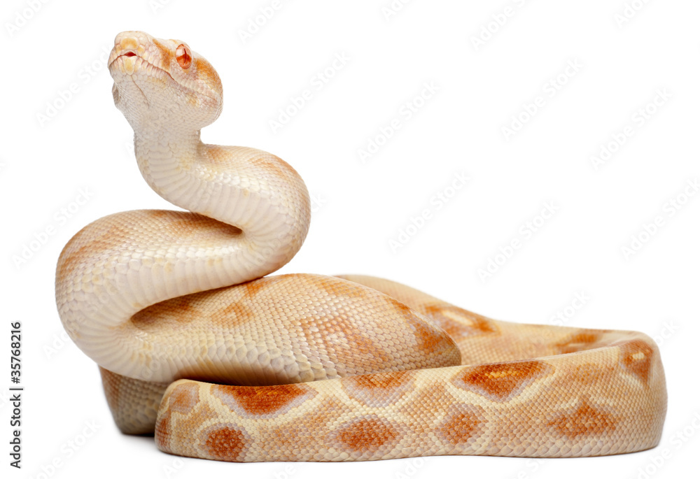 Fototapeta premium Albinos Boa constrictor, Boa constrictor, 2 months old