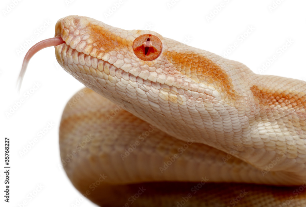 Fototapeta premium Close-up of Albinos Boa constrictor, Boa constrictor