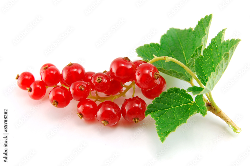 Isolated red currant Isolated red currant