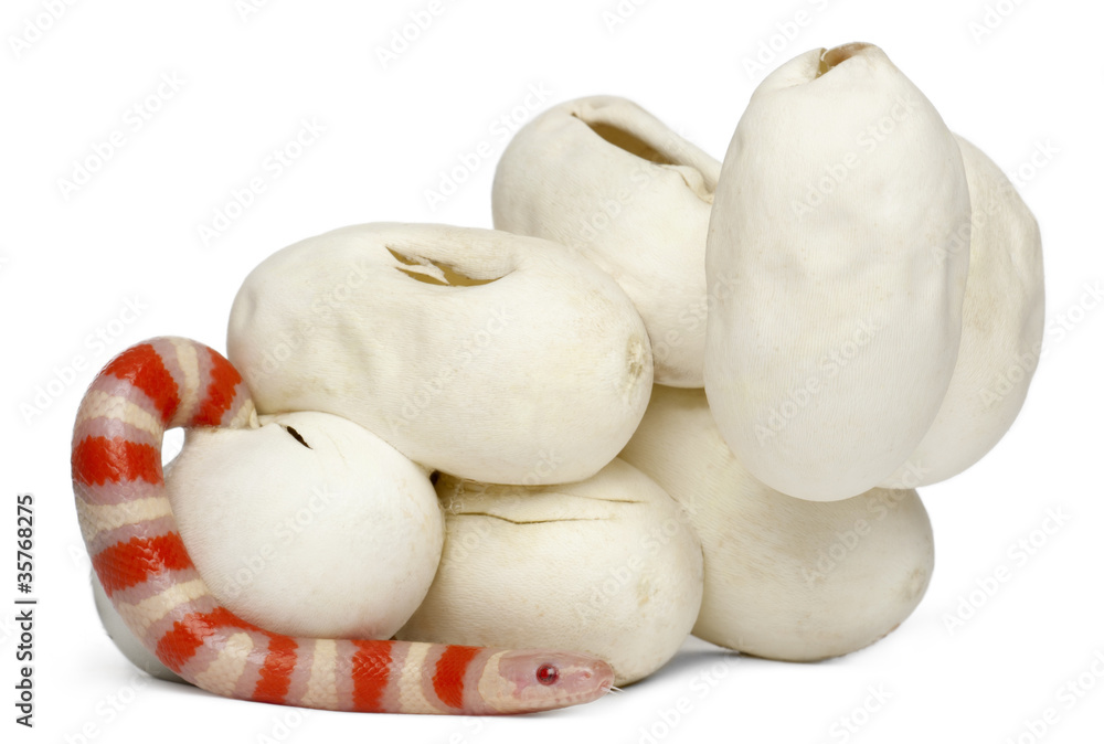 Fototapeta premium Hypomelanistic milk snake or milksnake