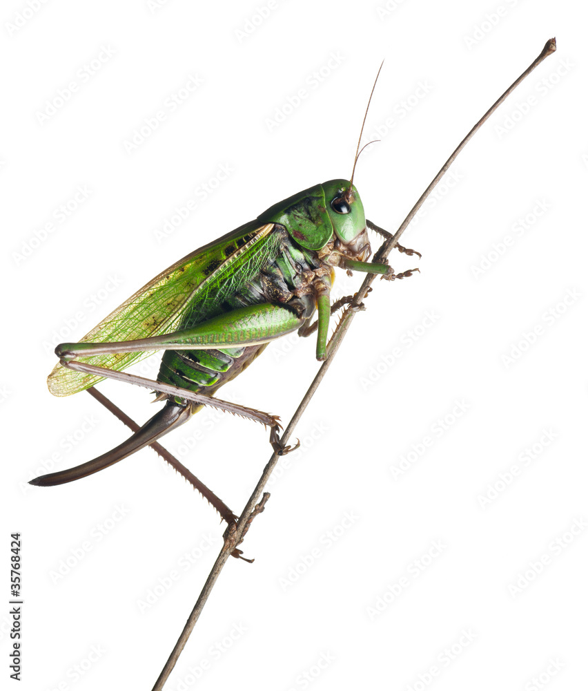 Female wart-biter, a bush-cricket, Decticus verrucivorus Female wart-biter, a bush-cricket, Decticus verrucivorus