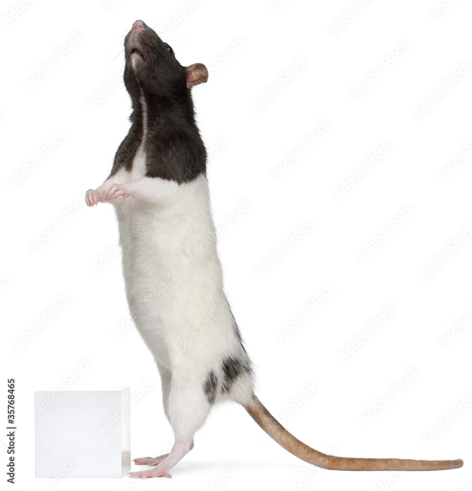 Fancy Rat, 1 year old, standing in front of white background Fancy Rat, 1 year old, standing in front of white background