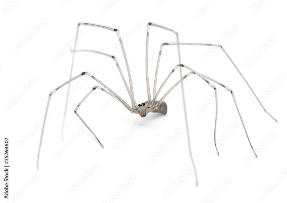 Spider, Holocnemus pluchei, in front of white background