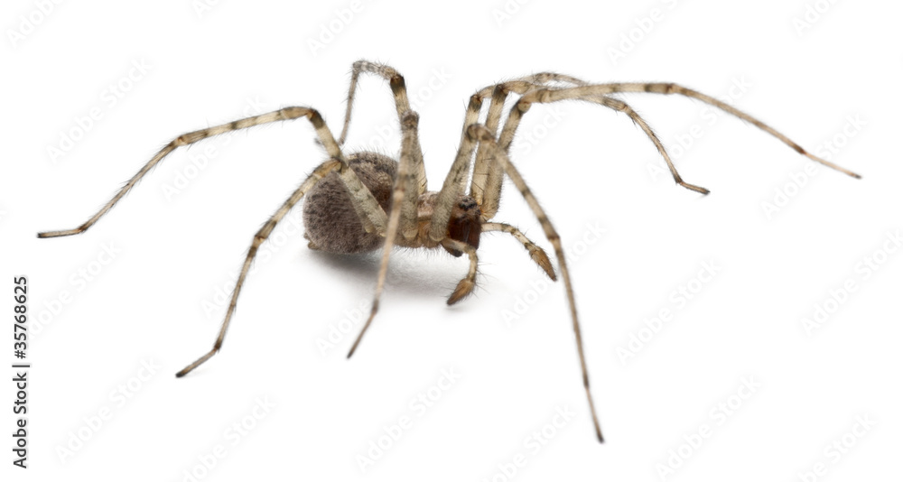 Cardinal spider, Tegenaria parietina Cardinal spider, Tegenaria parietina