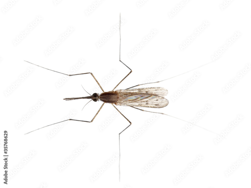 High angle view of Common gnat, Culex pipien High angle view of Common gnat, Culex pipien