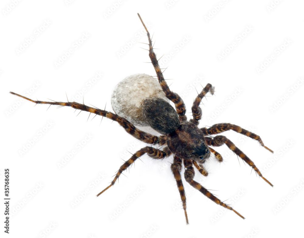 Female Pardosa lugubris carrying her egg-sac Female Pardosa lugubris carrying her egg-sac